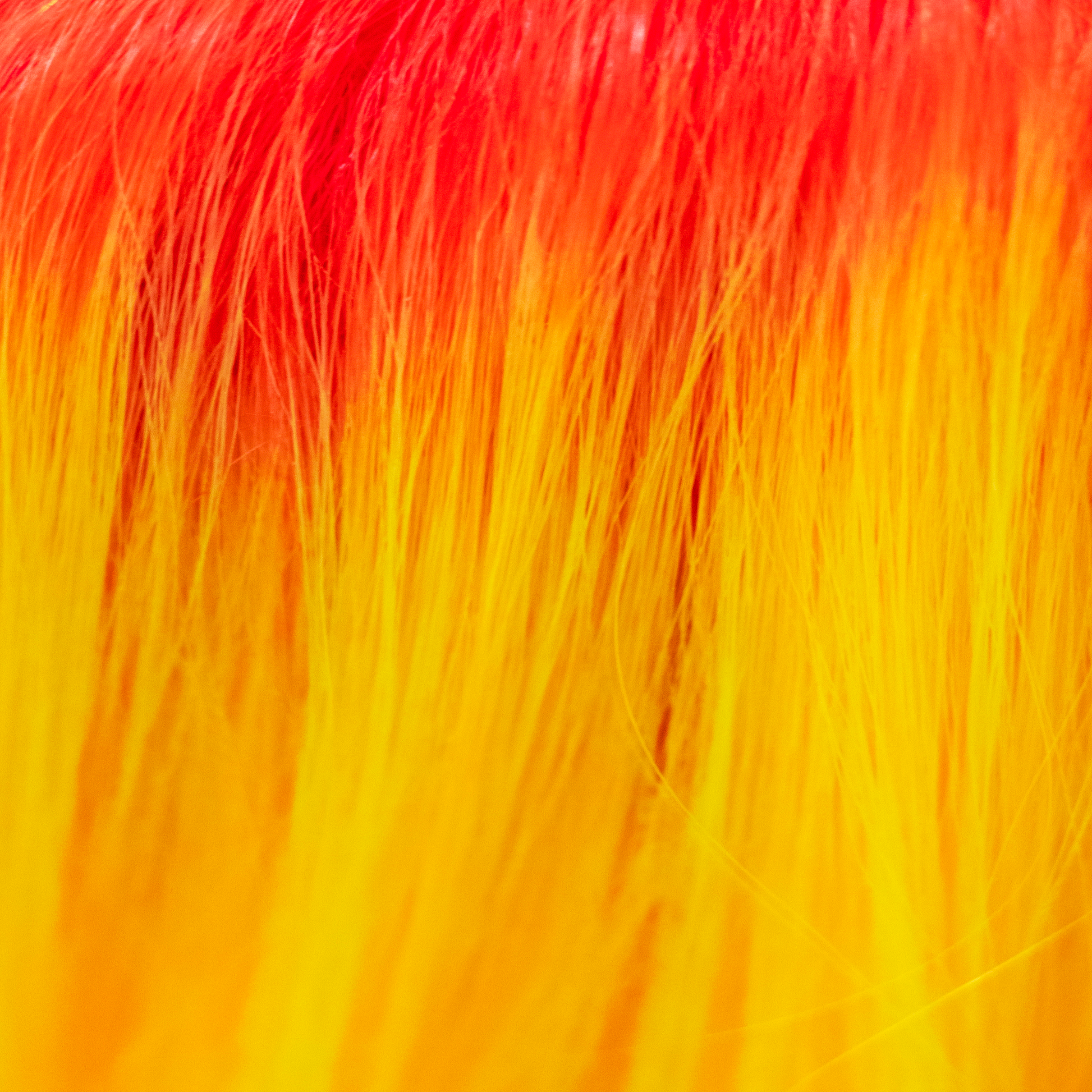 Mango Sunrise - Blood Orange root with electric yellow base
