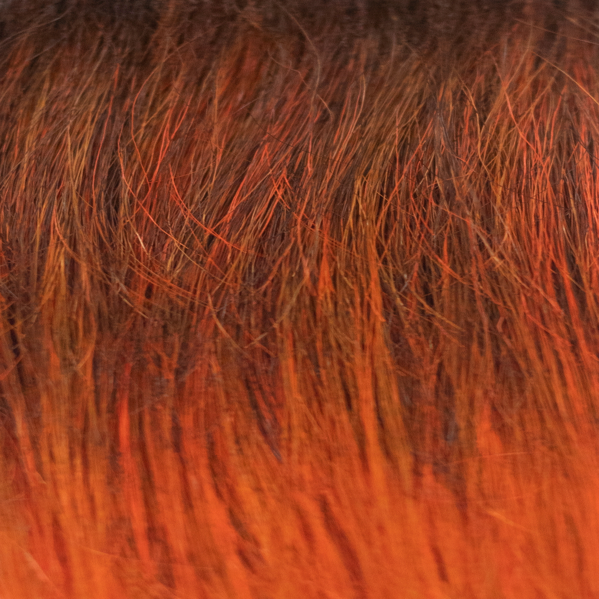 Red Copper - A bold, warm troned shade that blends rich red with vibrant copper undertones.